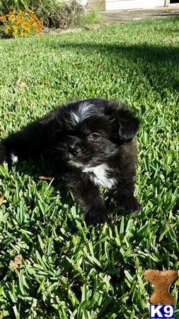 CuteDog19 Picture 2